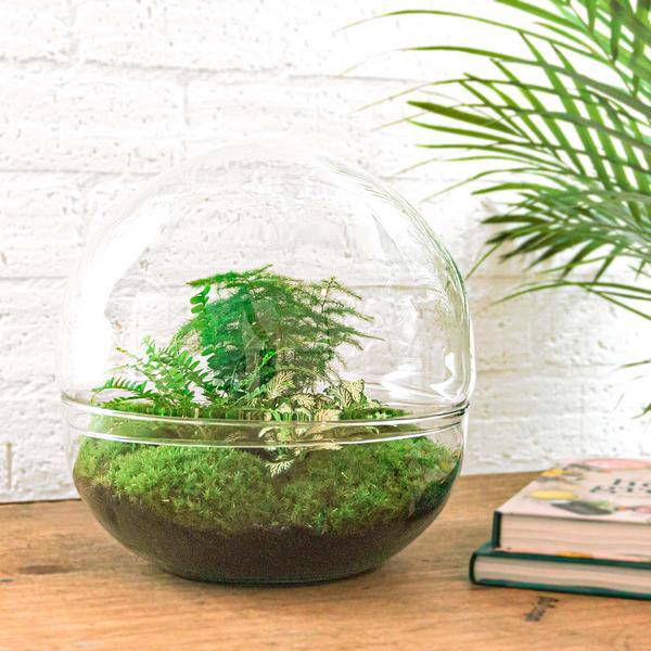 Flaschengarten DIY Bausatz – Terrarium Kuppel XL – Ø30cm – Autarkes Mini-Ökosystem – Komplett-Set mit Pflanzen, Moos & Schritt-für-Schritt-Anleitung – Nachhaltiges Geschenk 