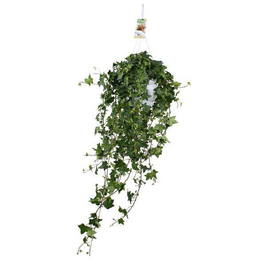 Hedera Helix Pitsburg – Efeu Hängepflanze – Zimmerpflanze – Ø17cm – ca. 45cm hoch – pflegeleichte Grünpflanze für Zuhause und Büro 