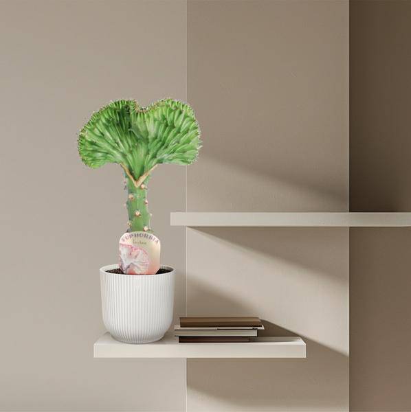 Euphorbia lactea Cristata Grün – Korallen-Wolfsmilch – Zimmerpflanze – Höhe ca. 35cm – ø12cm – Exotische Sukkulente in Korallenform – Pflegeleicht & dekorativ für sonnige Standorte 