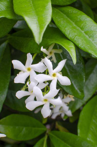 Sternjasmin Trachelospermum 'Star of Venice' – 2er-Set – ca. 65cm hoch Ø15cm – Duftende, winterharte Kletterpflanze – Immergrün – Für Balkon, Terrasse & Garten 