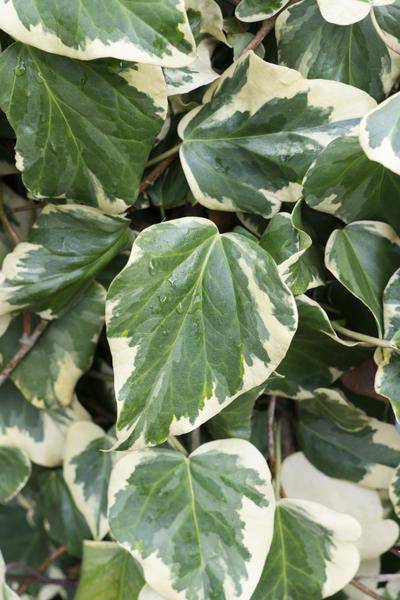 Buntlaubiger Kaukasischer Efeu - Hedera colchica 'Dentata Variegata' - Ø15cm - ↕65cm 