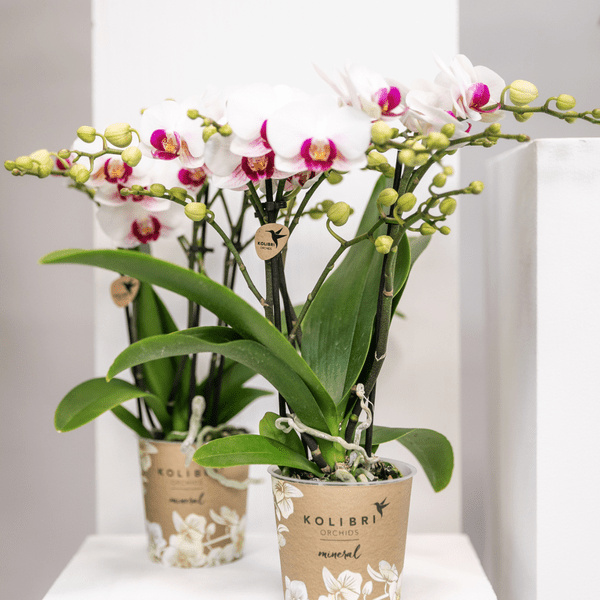 Weiße Phalaenopsis-Orchidee ‘Mineral Gibraltar’ – Blühende Zimmerpflanze – Ø9 cm-Topf – Elegante & langlebige Blüten – Orchidee für Fensterbank & Wohnraum 