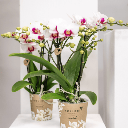 Weiße Phalaenopsis-Orchidee ‘Mineral Gibraltar’ – Blühende Zimmerpflanze – Ø9 cm-Topf – Elegante & langlebige Blüten – Orchidee für Fensterbank & Wohnraum 