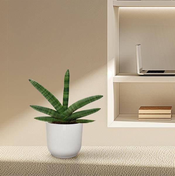 Sansevieria Skyline – Bogenhanf – Zimmerpflanze – Höhe ca. 25cm – ø10,5cm – Pflegeleichte Grünpflanze für Innenräume – Luftreinigende Pflanze für Wohnzimmer, Büro & Schlafzimmer 