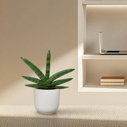 Sansevieria Skyline – Bogenhanf – Zimmerpflanze – Höhe ca. 25cm – ø10,5cm – Pflegeleichte Grünpflanze für Innenräume – Luftreinigende Pflanze für Wohnzimmer, Büro & Schlafzimmer 