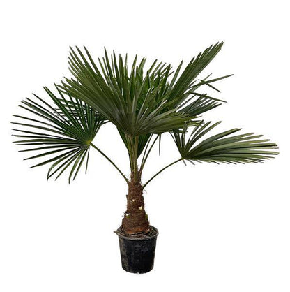 Hanfpalme – Trachycarpus 100cm – Ø21cm – Immergrüne Palme mit fächerförmigen Blättern – Exotische Kübelpflanze für Garten, Terrasse, Wintergarten & Wohnzimmer – Pflegeleicht 