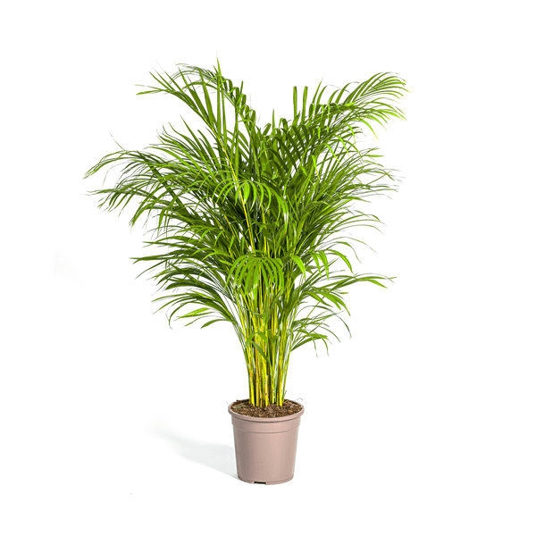 Dypsis Areca Lutescens – Goldfruchtpalme – Zimmerpflanze Ø24cm ↕120-140cm – Tropisch & dekorativ – Federartige Blätter – Pflegeleicht 