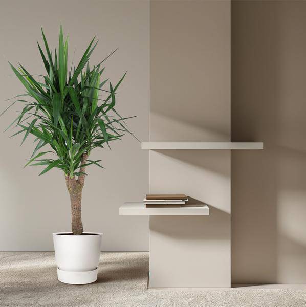 Palmlilie – Yucca Elephantipes – Zimmerpflanze – Ø31cm – ↕150cm – Robuste, pflegeleichte Grünpflanze für Innen & Außen 