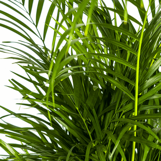 Dypsis Areca Lutescens Ø21cm - ↕100 - 120cm 