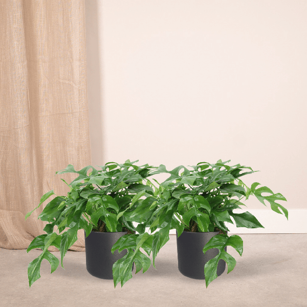 Fensterblatt - Monstera Minima - Zimmerpflanze - Ø15cm - ↕30cm - 2 Stück 