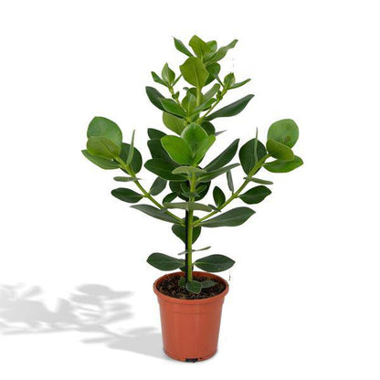 Balsamapfel Clusia Rosea Princess – Zimmerpflanze – Ø17cm – ca. 60cm hoch – Glänzende grüne Blätter – Pflegeleicht & vielseitig 