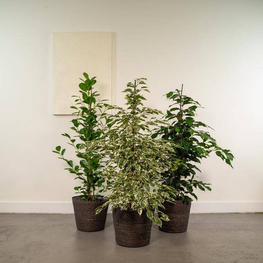 Pflanzenset Ficus Benjamina Danielle + Twilight + Microcarpa Moclame – Zimmerpflanzen – je Ø21cm – ca. 95cm Höhe – Luftreinigende grüne Schönheiten für helle Innenräume 