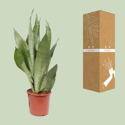 Bogenhanf - Sansevieria Moonshine - Zimmerpflanze - Ø17cm - ↕60cm 