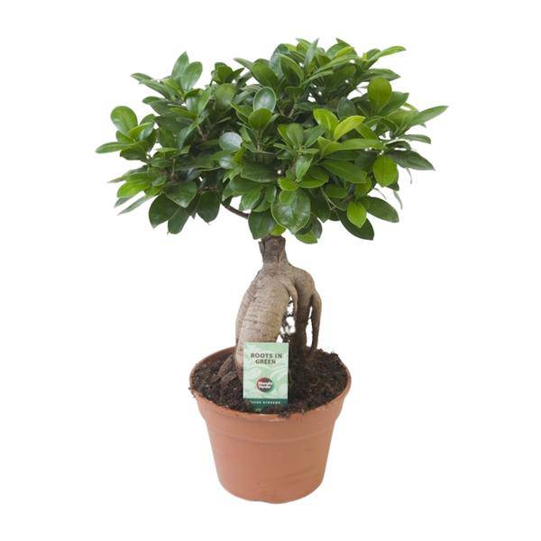 Chinesische Feige - Ficus Ginseng - Zimmerpflanze - Ø17cm - ↕40cm 
