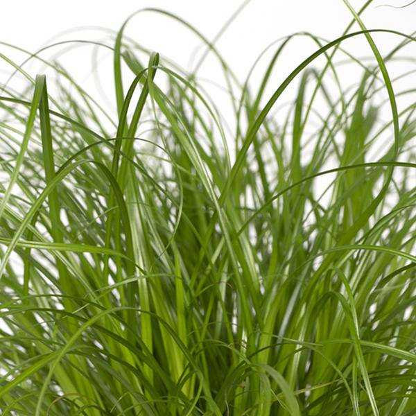 Katzengras – Cyperus alternifolius – Ø12cm x H20cm – Wechselblättriges Zyperngras als Zimmerpflanze – Ungiftig für Katzen – Im Pflanztopf – Direkt aus der Gärtnerei 
