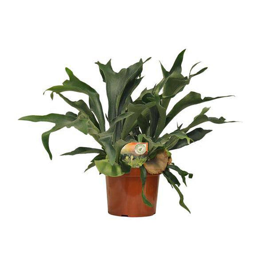 Geweihfarn - Platycerium Bifurcatum - Zimmerpflanze - Ø26cm - ↕80cm 