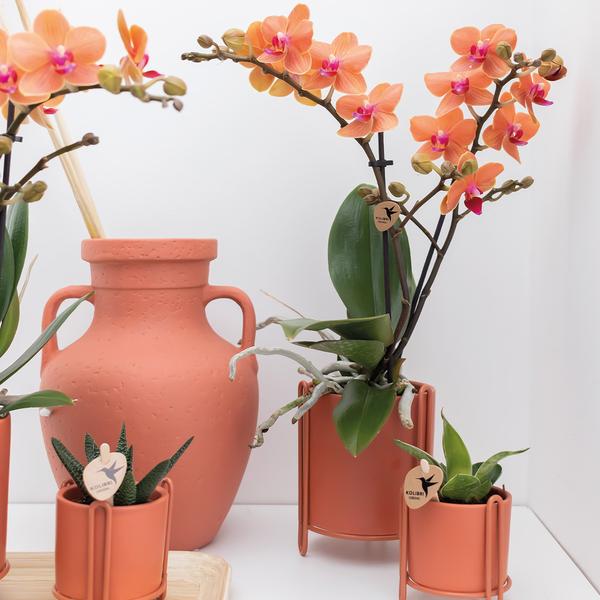 Phalaenopsis Orchidee „Mineral Bolzano“ – Orange – Ø9cm – Blühende Zimmerpflanze mit 2–3 Zweigen – Leuchtender Farbakzent 