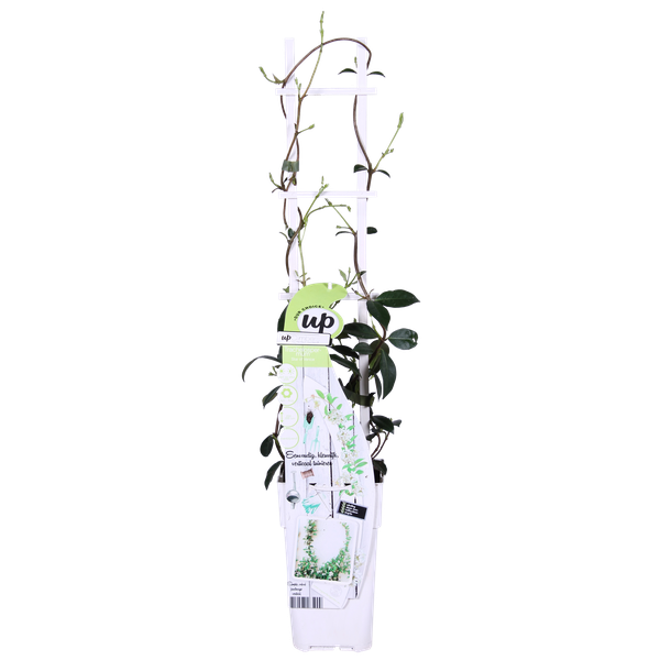 Sternjasmin Trachelospermum 'Star of Venice' – Weiß – Immergrüne Kletterpflanze – ca. 65cm Höhe – Duftender mediterraner Jasmin für Terrasse & Balkon 
