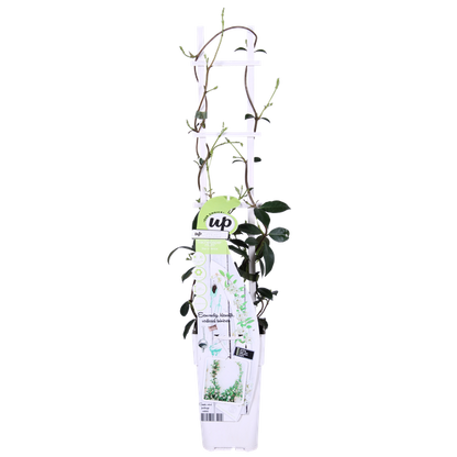 Sternjasmin Trachelospermum 'Star of Venice' – Weiß – Immergrüne Kletterpflanze – ca. 65cm Höhe – Duftender mediterraner Jasmin für Terrasse & Balkon 