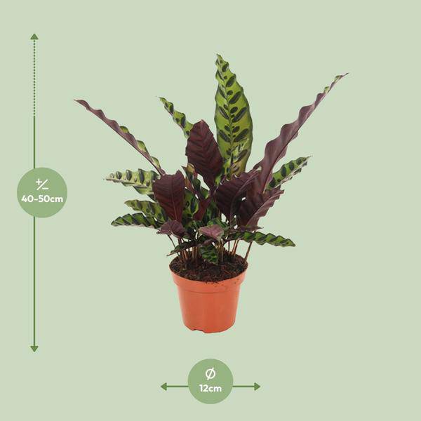 Lanzenblättrige Korbmarante - Calathea Insignis - Zimmerpflanze - Ø12cm - ↕50cm 