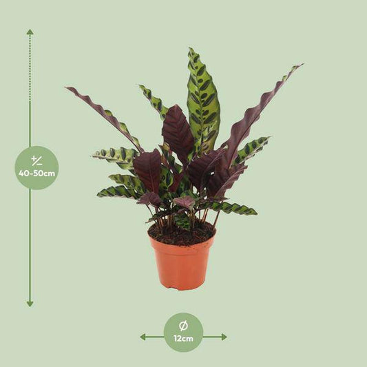 Lanzenblättrige Korbmarante - Calathea Insignis - Zimmerpflanze - Ø12cm - ↕50cm 