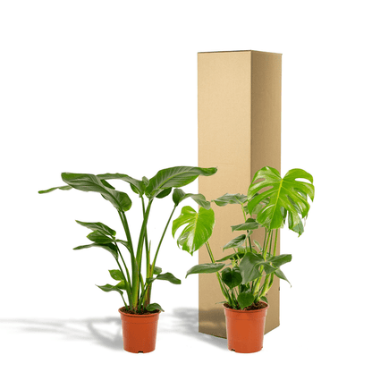 Pflanzenset - Strelitzia Nicolai - Ø19cm - ↕85cm + Monstera Deliciosa - Ø21cm - ↕75cm 