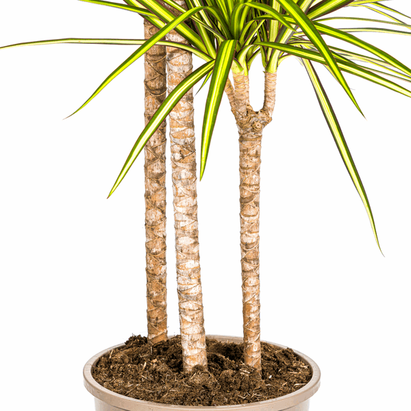 Dracaena marginata Sunray – Drachenbaum – Zimmerpflanze – Ø24cm – ↕130-150cm – Tropische Pflanze für hellen Innenbereich – Pflegeleicht & Minimalistisch 