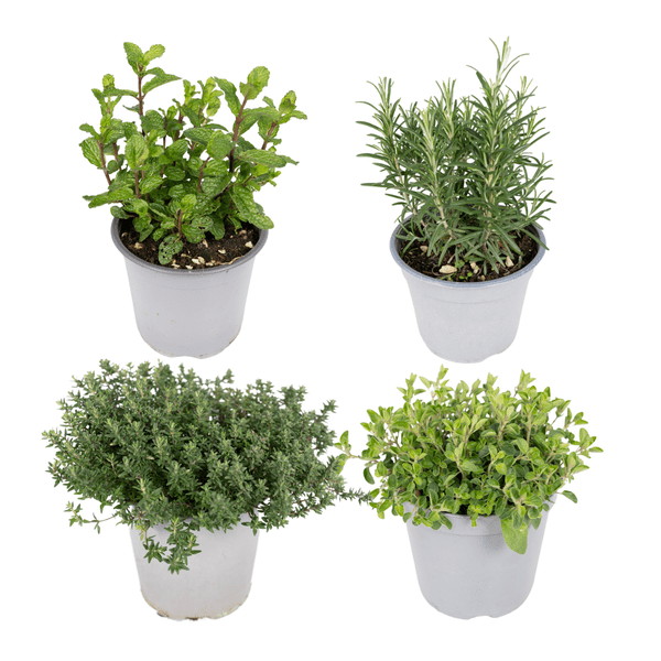 Gartenkräutermischung - 4 Stück - Ø14cm - ↕18cm 