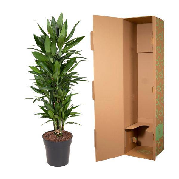 Drachenbaum – Dracaena Janet Lind 110cm – Ø27cm – Elegante Zimmerpflanze mit glänzend dunkelgrünen Blättern – Pflegeleichte Grünpflanze für Büro, Wohnzimmer & Wintergarten 