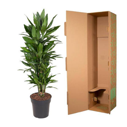 Drachenbaum – Dracaena Janet Lind 110cm – Ø27cm – Elegante Zimmerpflanze mit glänzend dunkelgrünen Blättern – Pflegeleichte Grünpflanze für Büro, Wohnzimmer & Wintergarten 