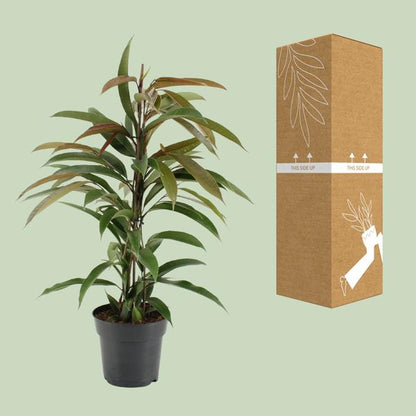 Gummibaum - Ficus Binnendijkii Amstel King - Zimmerpflanze - Ø17cm - ↕70cm 