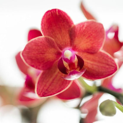 Phalaenopsis Orchidee Rot - Congo + Gummitopf Travertin - Topfgröße Ø9cm - 40cm - blühende Zimmerpflanze 