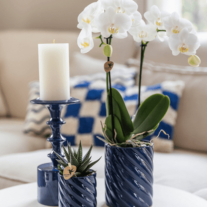 Amabilis Orchidee Weiß & Sukkulente Haworthia – Zimmerpflanzen Set – Candy Dekotöpfe Blau Ø9cm & Ø6cm – Pflanzenset für Wohnzimmer & Geschenkidee 