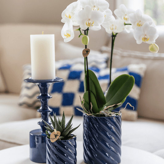 Amabilis Orchidee Weiß & Sukkulente Haworthia – Zimmerpflanzen Set – Candy Dekotöpfe Blau Ø9cm & Ø6cm – Pflanzenset für Wohnzimmer & Geschenkidee 