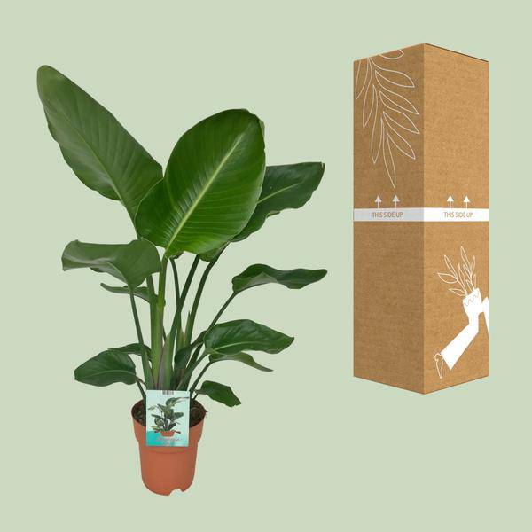 Strelitzia Nicolai – Paradiesvogelpflanze – Ø19cm x H90cm – Tropische Zimmerpflanze mit großen, grünen Blättern – Pflegeleicht – Für helle, halbschattige Standorte 