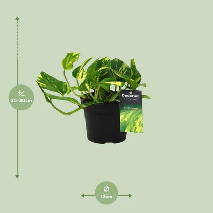 Efeutute - Scindapsus Epipremnum N'joy Gold - Zimmerpflanze - Ø12cm - ↕25cm 