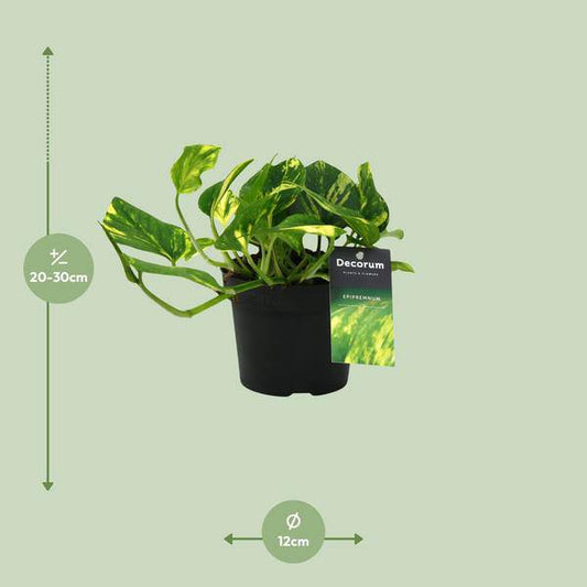 Efeutute - Scindapsus Epipremnum N'joy Gold - Zimmerpflanze - Ø12cm - ↕25cm 