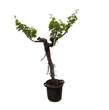 Weintraube – Vitis Vinifera – Weinrebe 220cm – Ø55cm – Verzweigter Stamm mit üppigem Blattwerk – Exklusive Kübelpflanze für Garten, Terrasse & Balkon – Essbare Trauben 