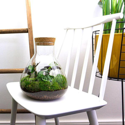 Flaschengarten – DIY Terrarium Sammie – ↕27cm – Selbstversorgendes Pflanzen-Terrarium mit Fittonia & Calathea – Inkl. Glasgefäß, Moos, Erde & Anleitung – Mini-Ökosystem zum Selberbauen 