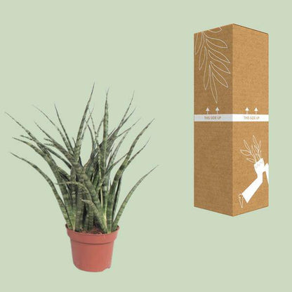 Bogenhanf - Sansevieria Fernwood Punk - Zimmerpflanze - Ø12cm - ↕35cm 