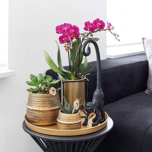 Phalaenopsis Orchideen „Morelia“ – 2 Pflanzen – Fliederfarben – Ø9cm – Blühende Zimmerpflanzen mit 2–3 Zweigen 