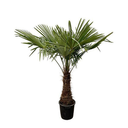 Hanfpalme – Trachycarpus 240cm – Ø45cm – XXL-Palme mit fächerförmigen Blättern – Immergrüne Kübelpflanze für Garten, Terrasse, Wintergarten & Wohnzimmer – Pflegeleicht 