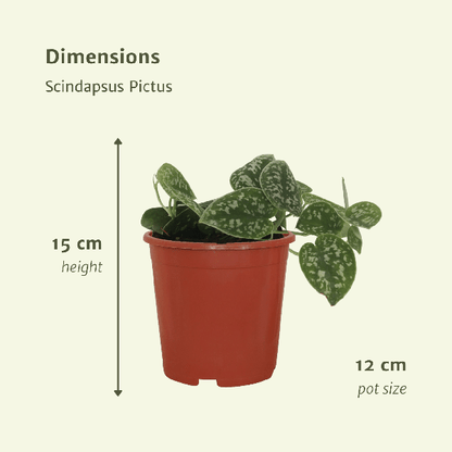 Efeutute - Scindapsus Pictus Epipremnum - 15cm - ø12cm - 2 Stück 