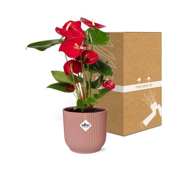 Flamingoblume Anthurium Rot – 12cm Zimmerpflanze inkl. Ziertopf Vibes Fold Rosa Ø14cm – Tropische Pflanze mit roten Blüten – Luftreinigend & pflegeleicht – Für Wohnzimmer & Büro 