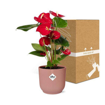 Flamingoblume Anthurium Rot – 12cm Zimmerpflanze inkl. Ziertopf Vibes Fold Rosa Ø14cm – Tropische Pflanze mit roten Blüten – Luftreinigend & pflegeleicht – Für Wohnzimmer & Büro 