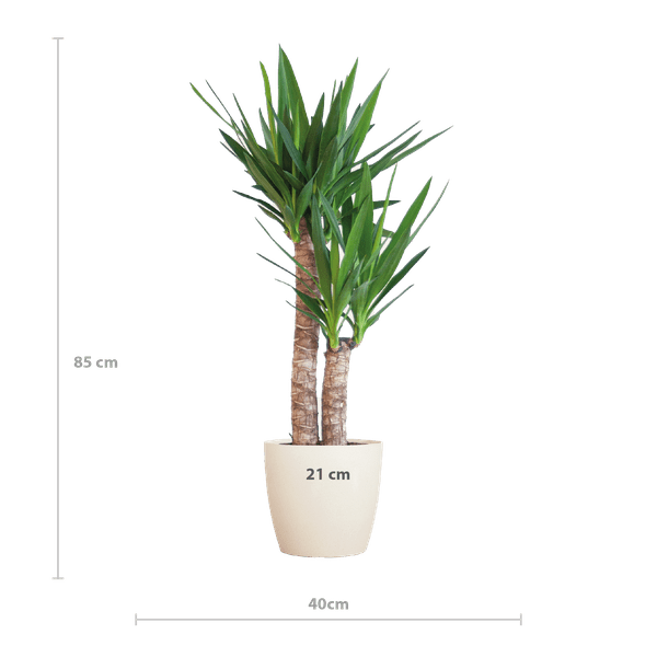 Yucca Elephantipes – Riesen-Palmlilie – Zimmerpflanze – ca. 90cm hoch – Ø21cm – In Übertopf Viber Weiß – Pflegeleicht & nachhaltig 
