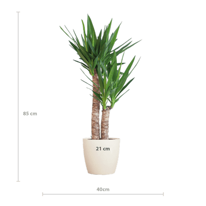 Yucca Elephantipes – Riesen-Palmlilie – Zimmerpflanze – ca. 90cm hoch – Ø21cm – In Übertopf Viber Weiß – Pflegeleicht & nachhaltig 