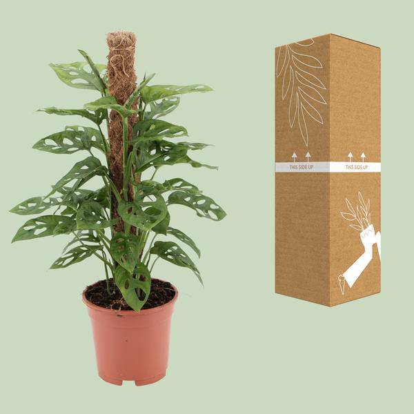 Fensterblatt - Monstera Monkey Leaf - Zimmerpflanze - Ø17cm - ↕60cm 