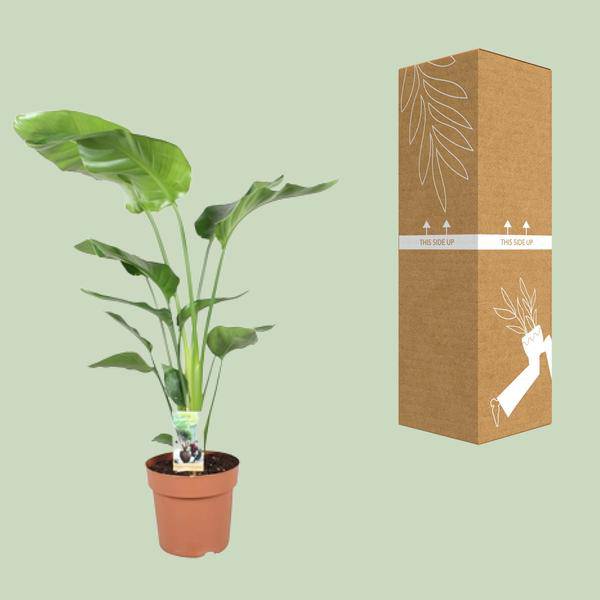 Baum-Strelitzie - Strelitzia Nicolai - Zimmerpflanze - Ø21cm - ↕90cm 