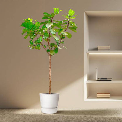 Geigen-Feige – Ficus Lyrata XXL – Zimmerpflanze 300cm – Ø55cm – Exklusive Designpflanze mit großen geigenförmigen Blättern – Tropische XXL-Kübelpflanze für Wohnzimmer, Büro & Wintergarten 
